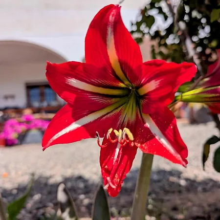 4 Personas, 2 Y Terraza Sombreada - El Cortijo Escondido, La Uva